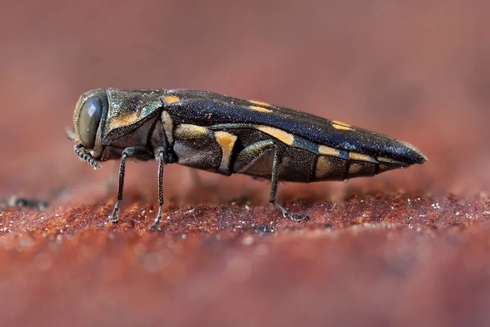 Close-up of black and yellow oak borer beetle.